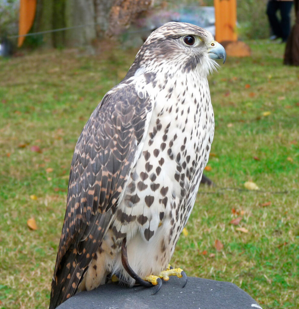 Растите, соколы, растите: татарстанский проект по возрождению балобанов может войти в нацпроект