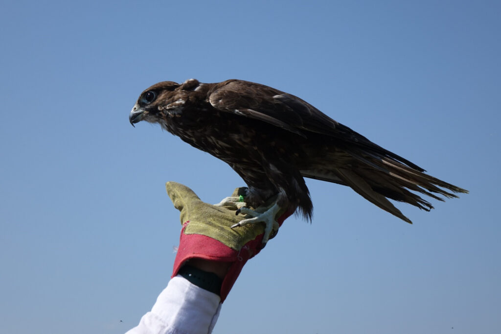 Растите, соколы, растите: татарстанский проект по возрождению балобанов может войти в нацпроект
