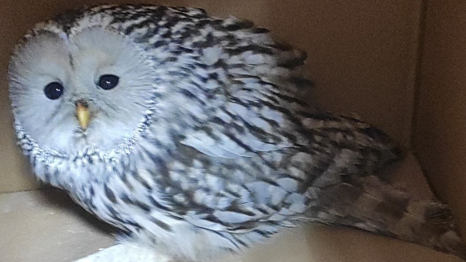 Татарстанцы спасли травмированных краснокнижных сов