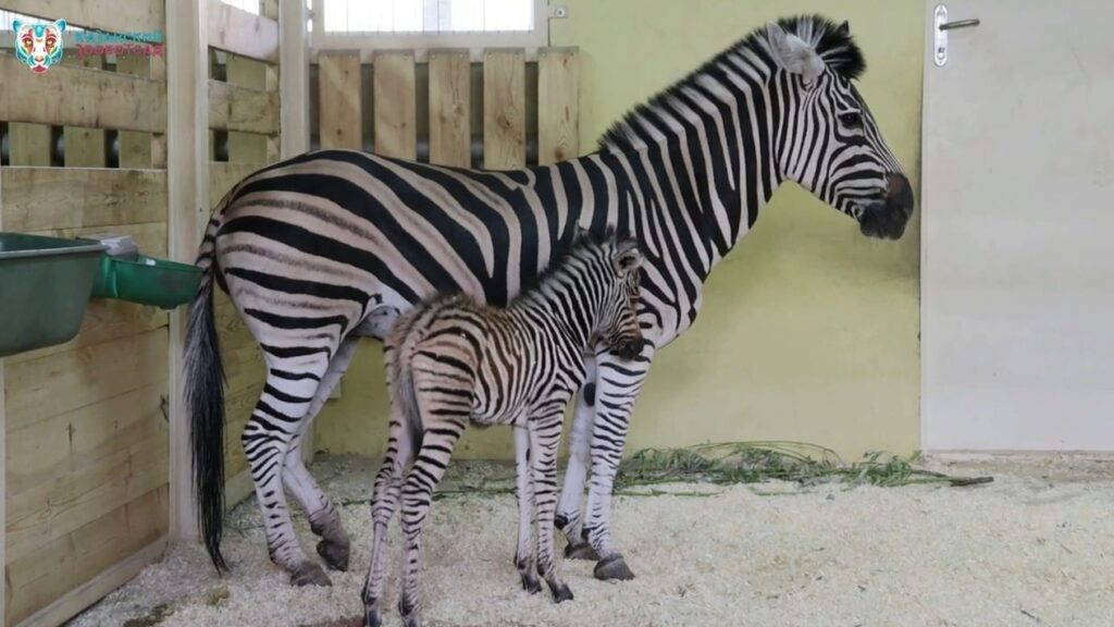 Мама и дочь