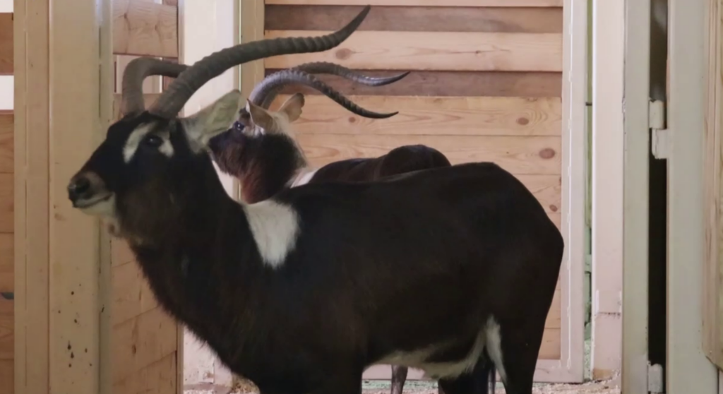 Обители казанского зоопарка начали переезжать в крытые зимние вольеры