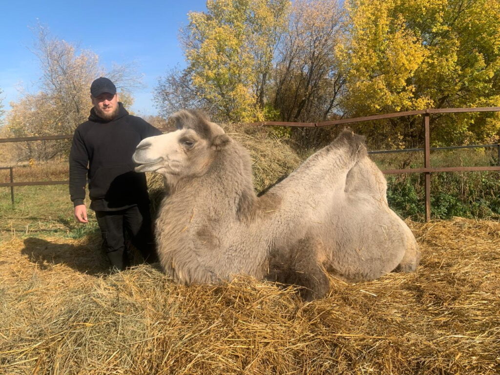 Если б я был Султан: каждый верблюд на ферме в Татарстане имеет по гарему