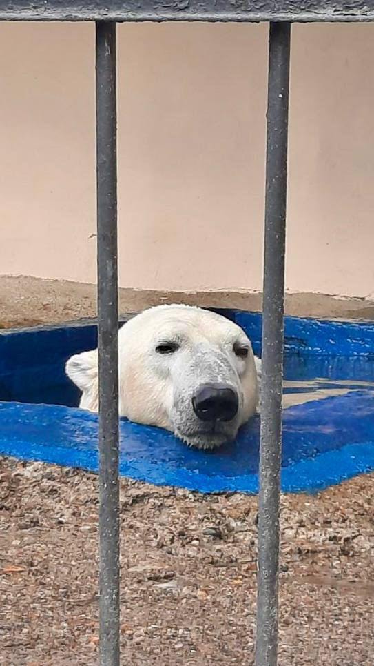 Скитания белого медведя Терпея из Перми завершились - хищник переехал из Казанского зоопарка в Московский