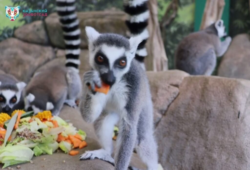 Казанский зоопарк показал, как лемуры отмечают свой праздник