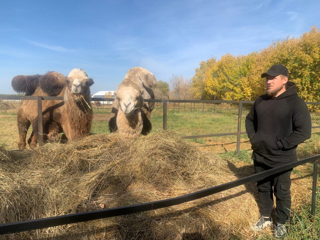Если б я был Султан: каждый верблюд на ферме в Татарстане имеет по гарему
