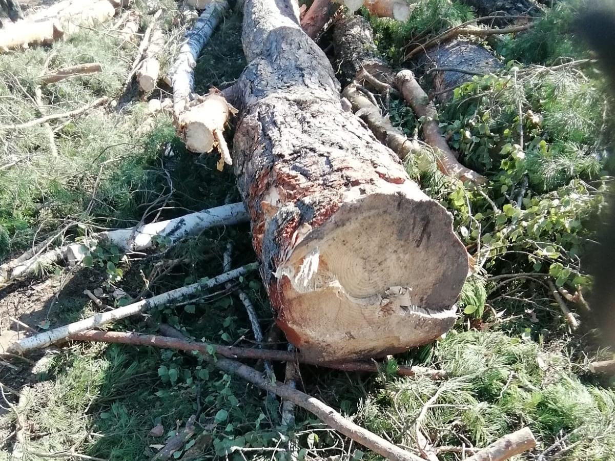 Коттеджи наступают на заповедник: жители села в Татарстане спасают от застройки озеро и лес