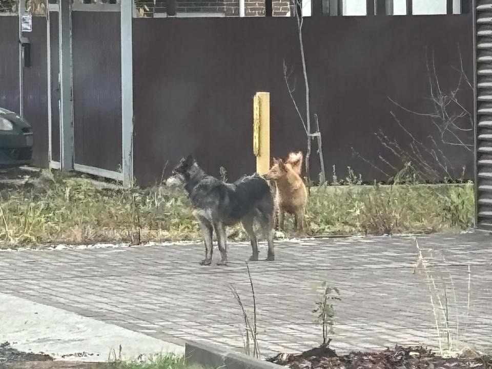 «Звонила в 112, молила о помощи»: в Казани похоронили женщину, которую загрызли собаки