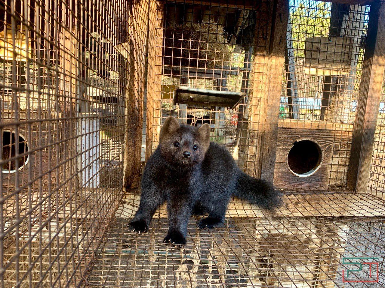 100 долларов за шкурку: в Татарстане вырастили для пушного аукциона 3,5 тыс. соболей