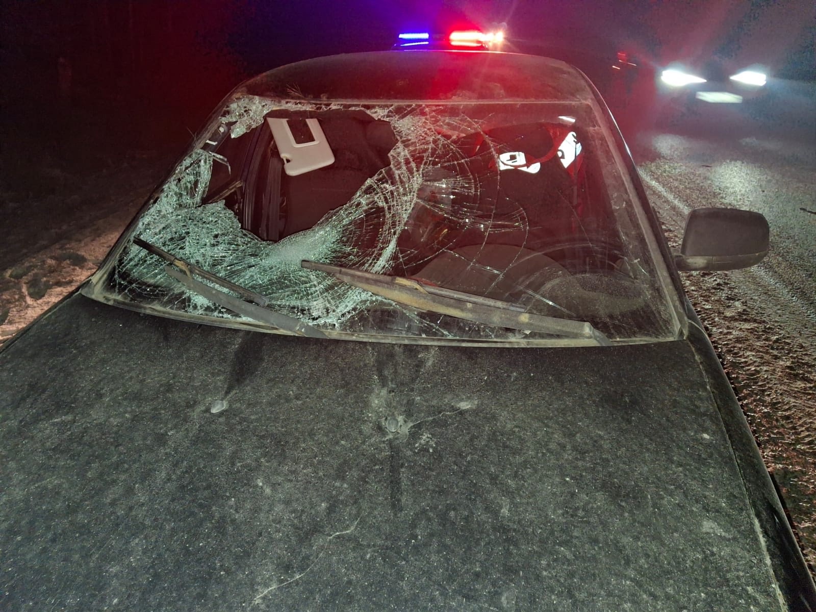 В Нижнекамском районе «Лада Приора» наехала на лося – пострадала пассажир