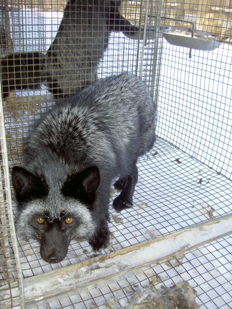 Белые и пушистые снова в тренде: звероводы Татарстана готовятся покорять мир