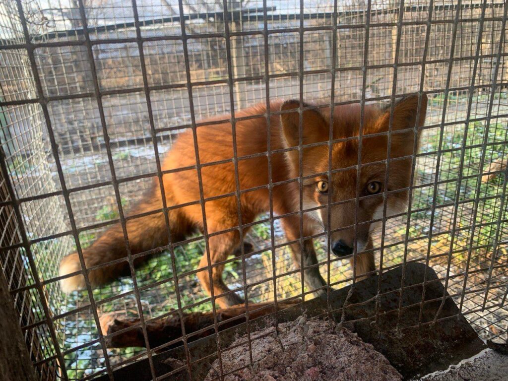 Белые и пушистые снова в тренде: звероводы Татарстана готовятся покорять мир