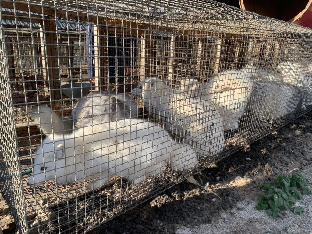 Белые и пушистые снова в тренде: звероводы Татарстана готовятся покорять мир