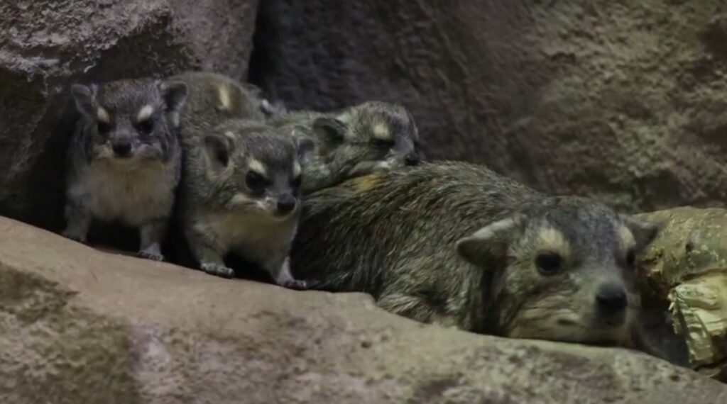 Шесть даманов Брюса родились в зоопарке Казани