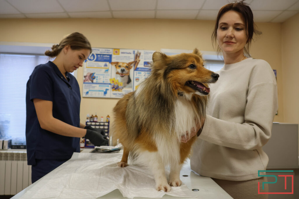 Каждому Бобику – по чипу: как проходит в Казани обязательная регистрация собак