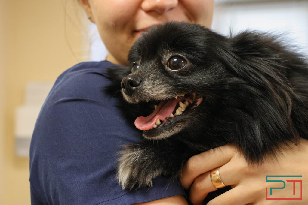 Каждому Бобику – по чипу: как проходит в Казани обязательная регистрация собак