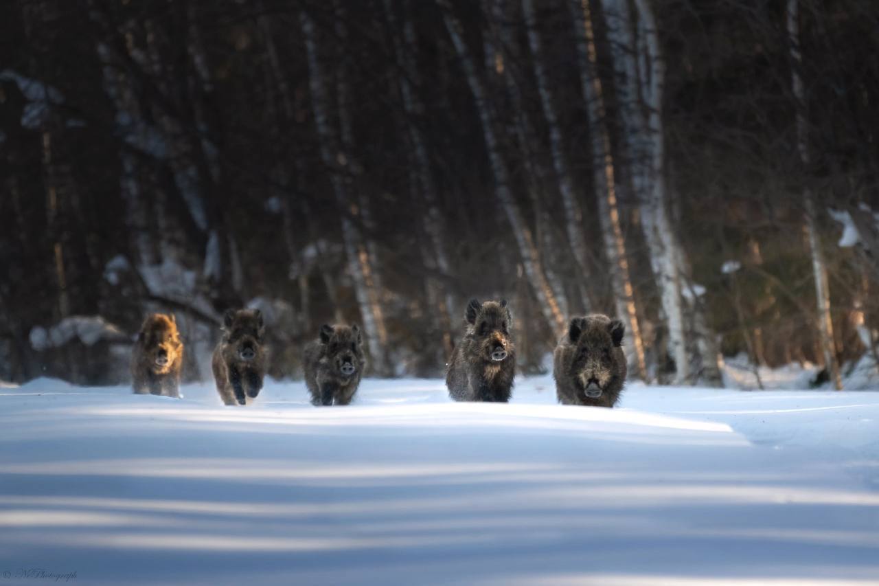 Рамиль Муллин поделился «эпичной» фотографией семейства диких кабанов