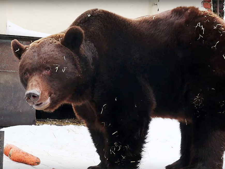 Медведь Фома из казанского зооботсада впервые вышел из спячки всего через 1,5 месяца
