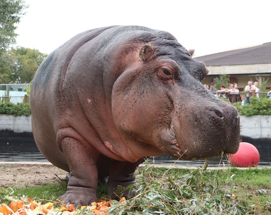 Бегемот Захарья из казанского зоопарка заняла второе место в народном голосовании
