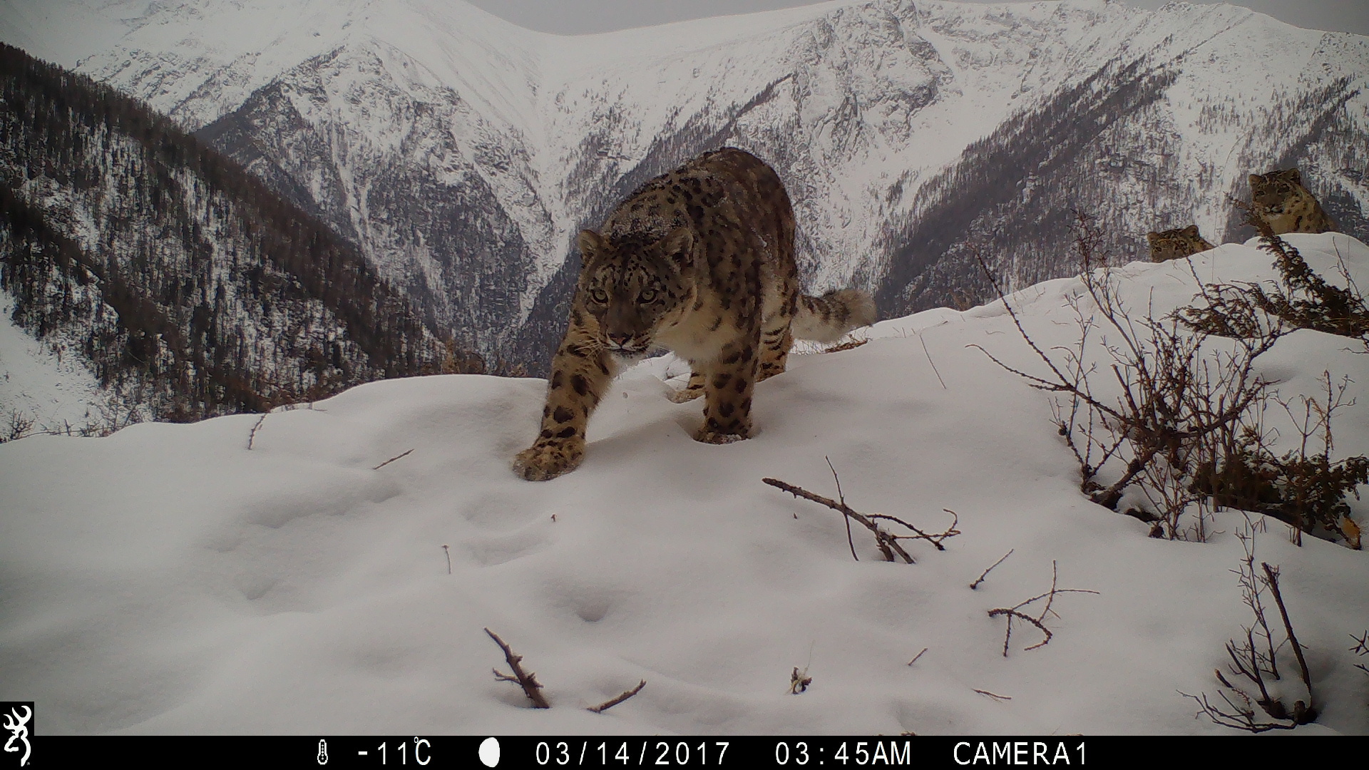 Ученые России и более 10 стран мира обсудят в Казани меры по сохранению снежного барса