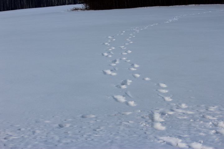 Лоси и куропатки улучшают демографию: в Татарстане идет подсчет диких зверей и птиц