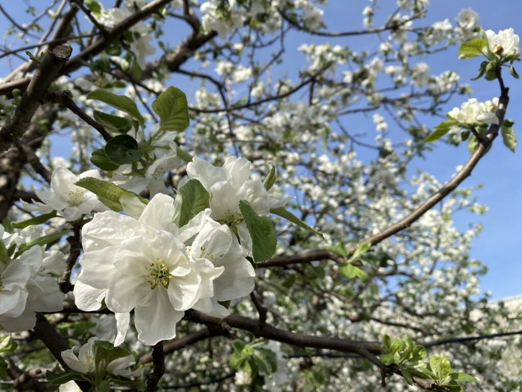 Подождите, не растите: что будет с урожаем после аномальной зимы в Татарстане