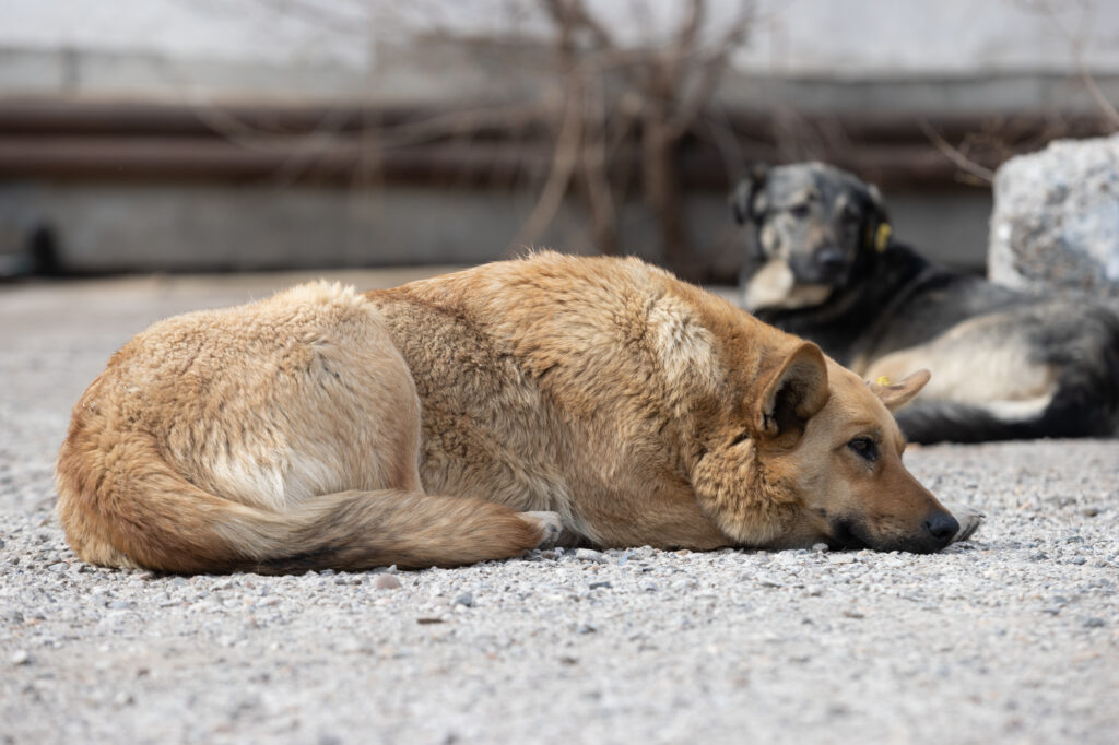 Нельзя помиловать: Татарстану хотят разрешить усыплять бездомных собак