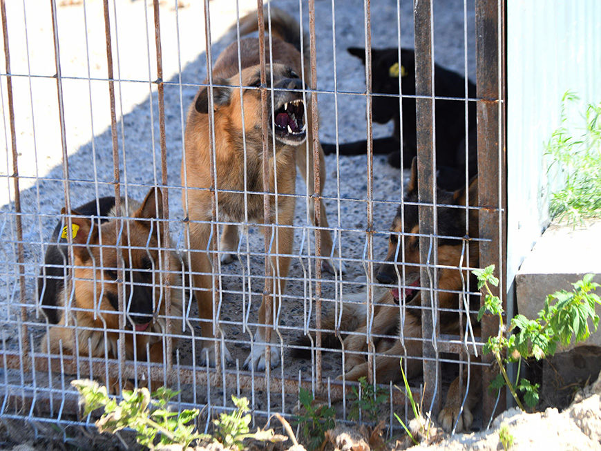 Нельзя помиловать: Татарстану хотят разрешить усыплять бездомных собак