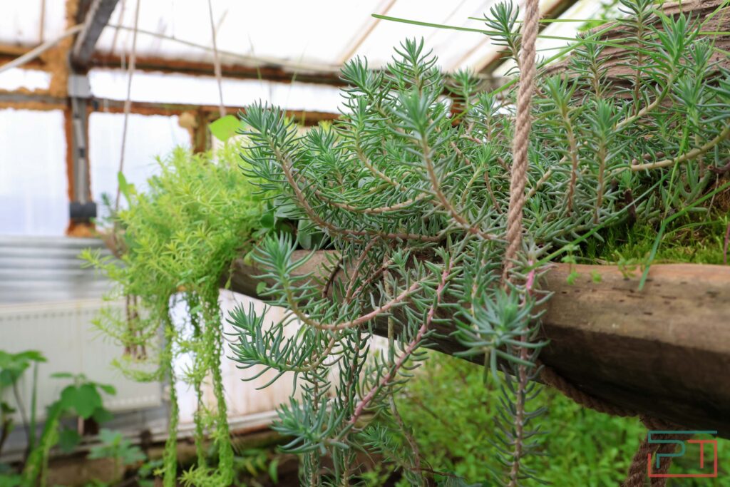 У нее всё свое – и инжир, и авокадо: жительница Татарстана вырастила в теплицах райский сад