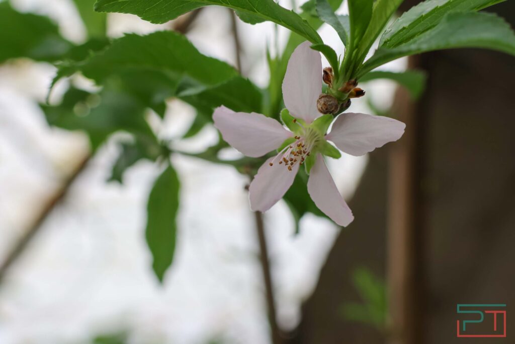 У нее всё свое – и инжир, и авокадо: жительница Татарстана вырастила в теплицах райский сад