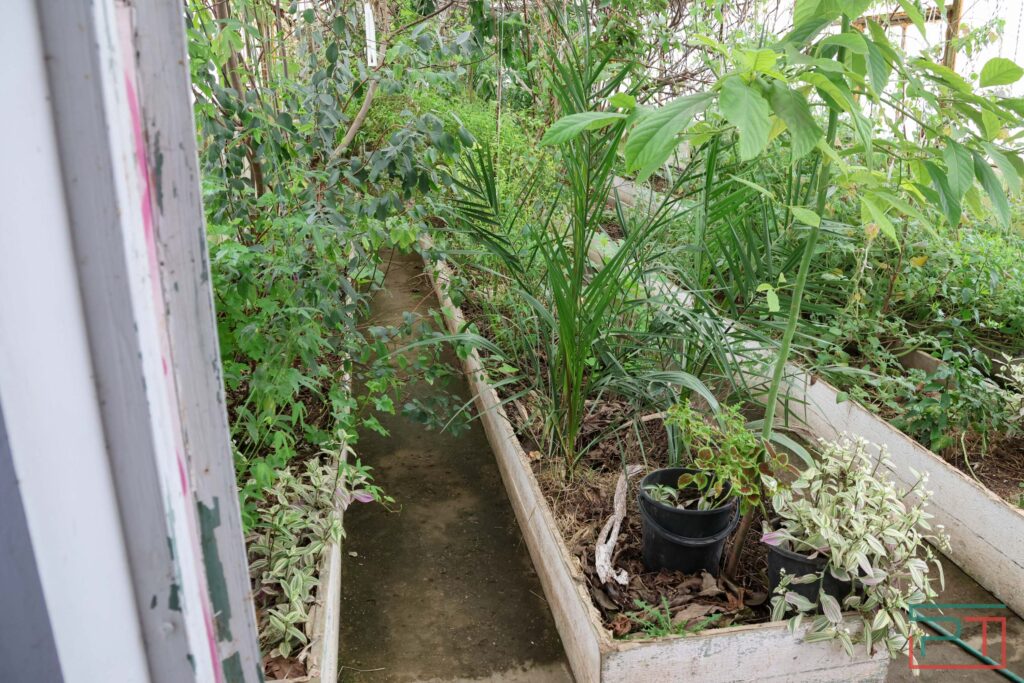 У нее всё свое – и инжир, и авокадо: жительница Татарстана вырастила в теплицах райский сад