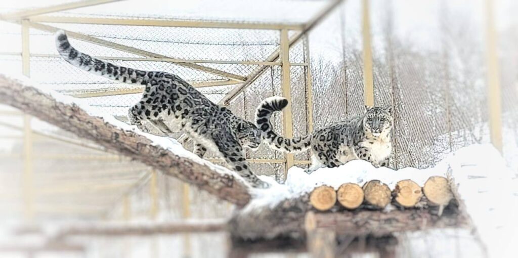Белый, пушистый, сакральный: Татарстан спасает популяцию снежных барсов в России