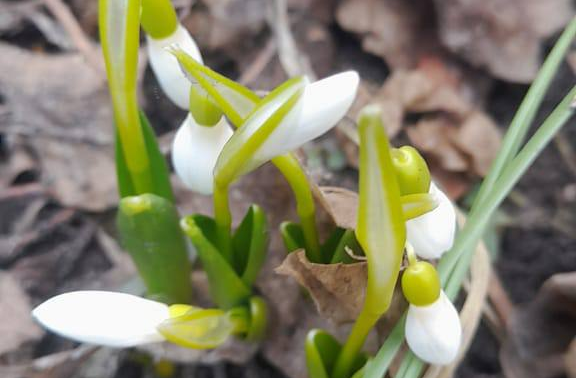 В исторической части казанского зоопарка зацвели подснежники