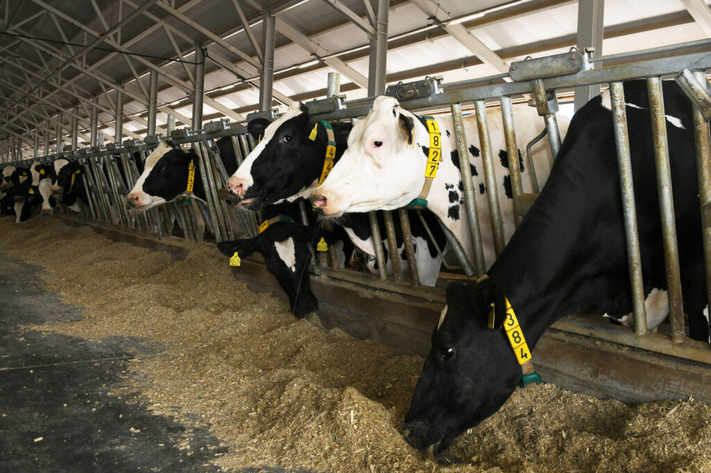 «Внушали, что в деревне жить плохо»: Татарстан возвращает молодежь в села деньгами и домами