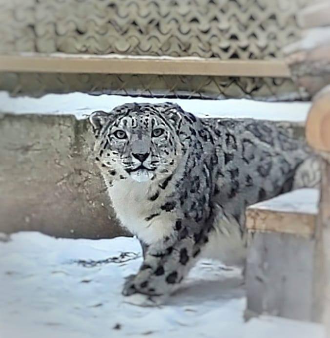 Галимова показала первых обитателей Центра снежных барсов на Алтае