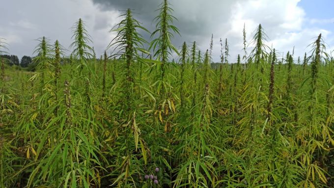 Самая доходная и безотходная: Татарстан делает ставку на коноплю