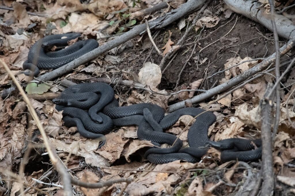 Не обижайте гадюк: змеи в Татарстане вышли из зимней спячки