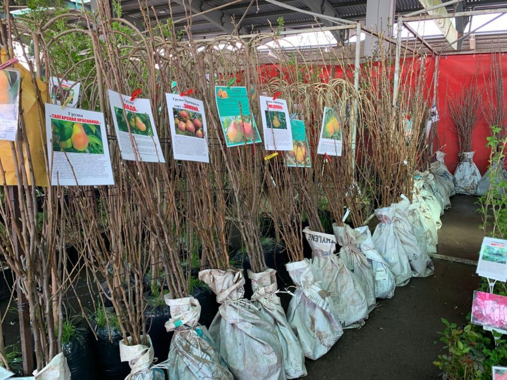 Грядки ждут посадки: татарстанцы открывают дачный сезон