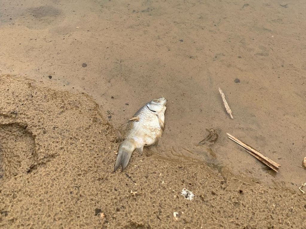 Лебяжье задыхается, Кабан дурно пахнет: что случилось с казанскими озерами