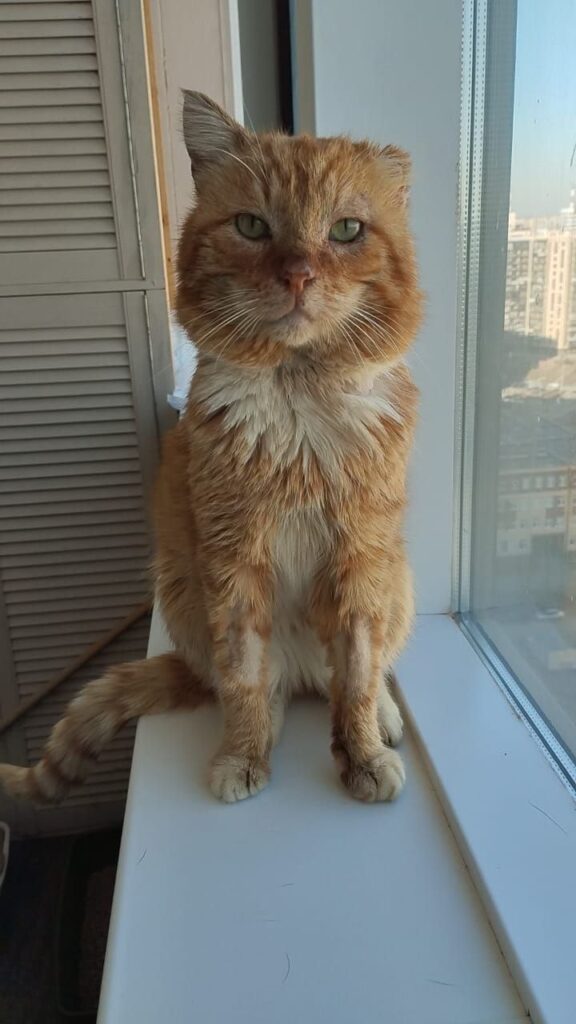 Умер дагестанский кот Хатико, семь лет проживший на могиле хозяина