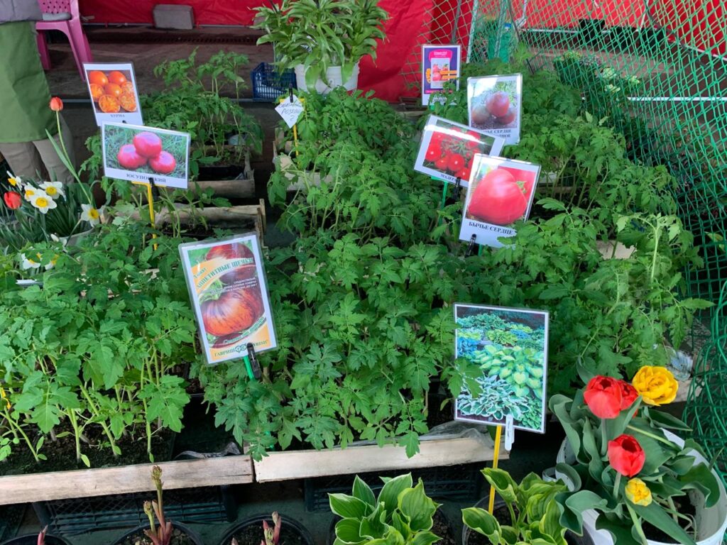 Грядки ждут посадки: татарстанцы открывают дачный сезон