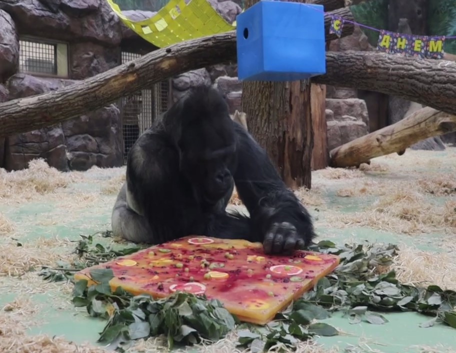 Горилла Мавинго получил подарки к своему 24-летию в Казанском зоопарке — видео