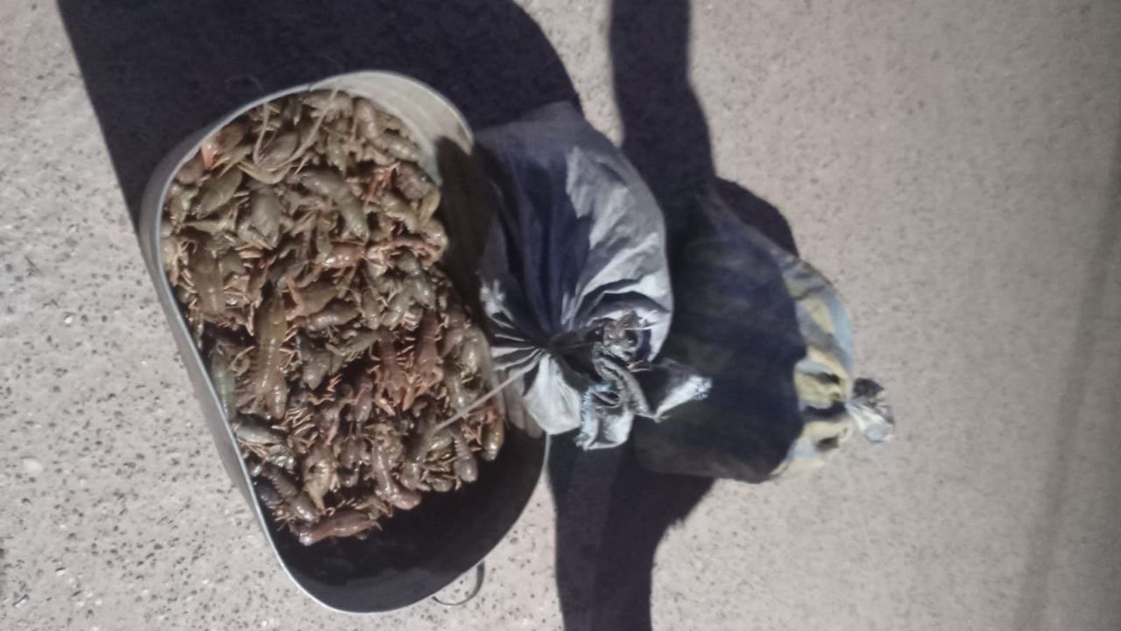 За вылов почти 3 тыс. раков двое браконьеров в РТ заплатят более полумиллиона рублей