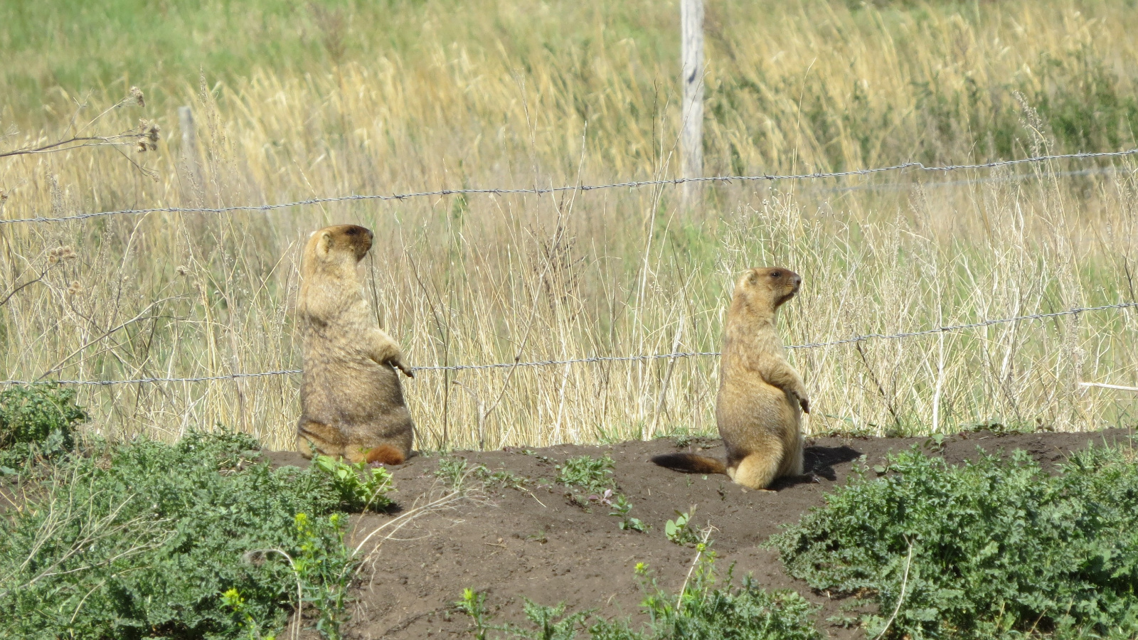 Сезон охоты на сурка-байбака в Татарстане откроется 15 июня