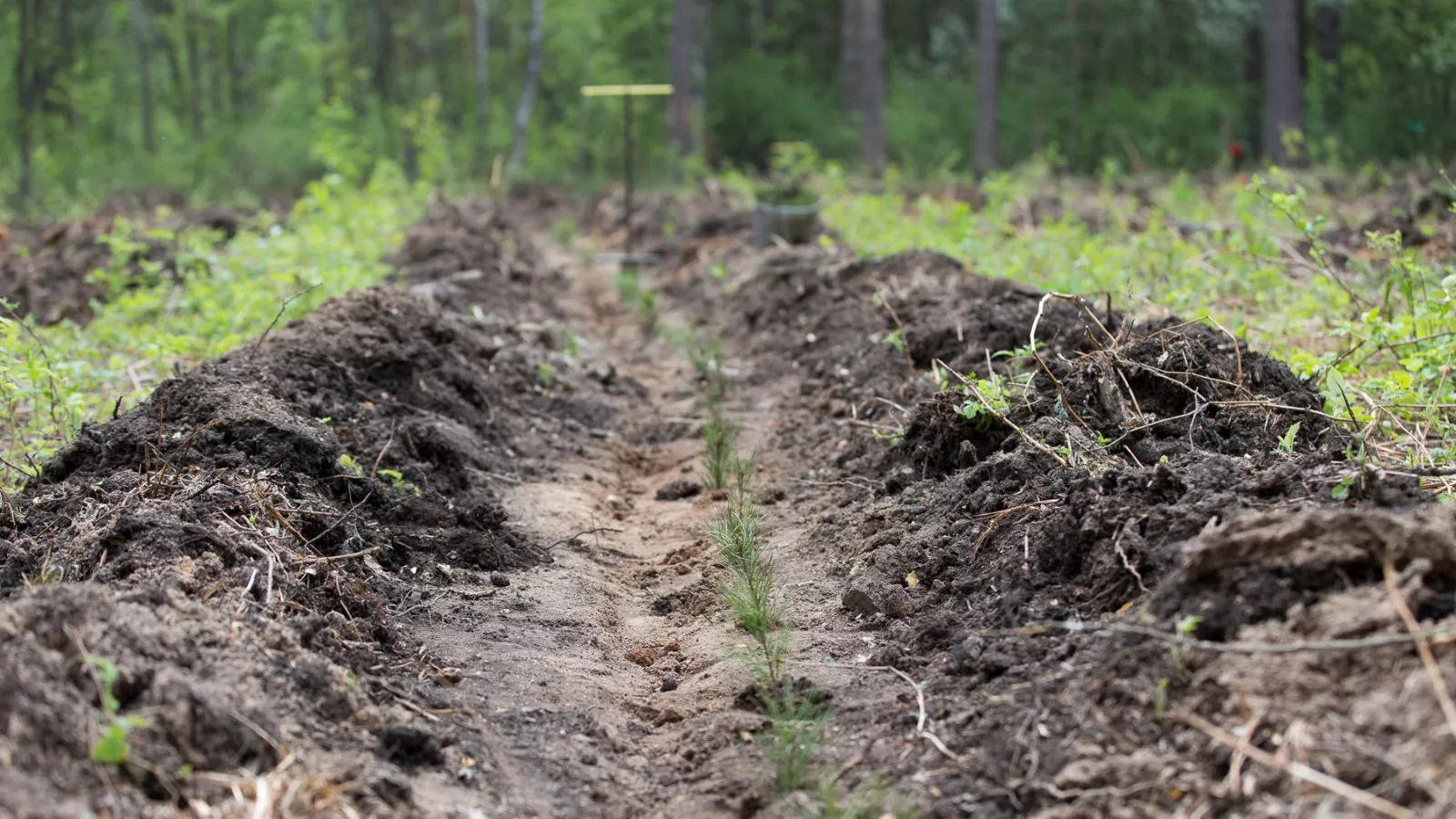 В Татарстане провели восстановление лесов на 1 452 га