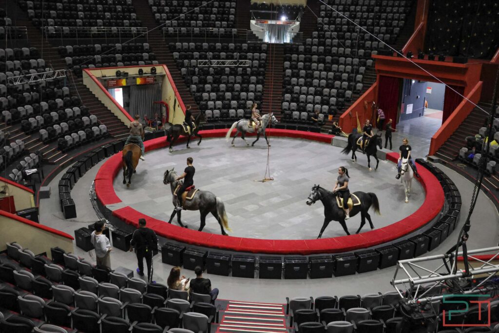 Как Лютик стал Лютым: Казанский цирк купил трех коней для нового шоу «Мирас»