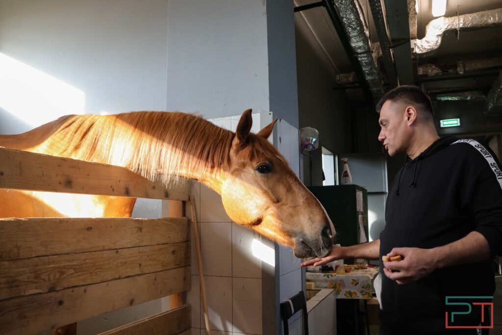 Как Лютик стал Лютым: Казанский цирк купил трех коней для нового шоу «Мирас»