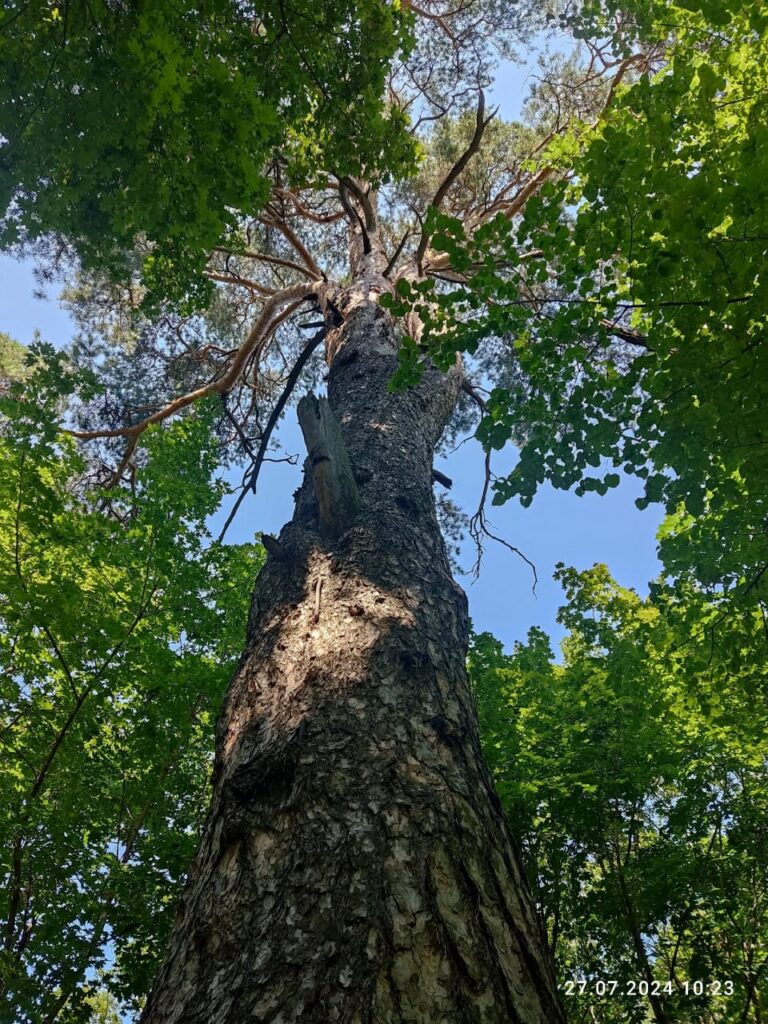 Ель Долгая Поляна