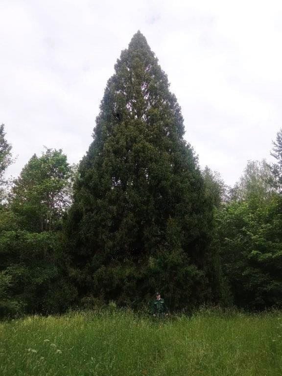 Ель Долгая Поляна