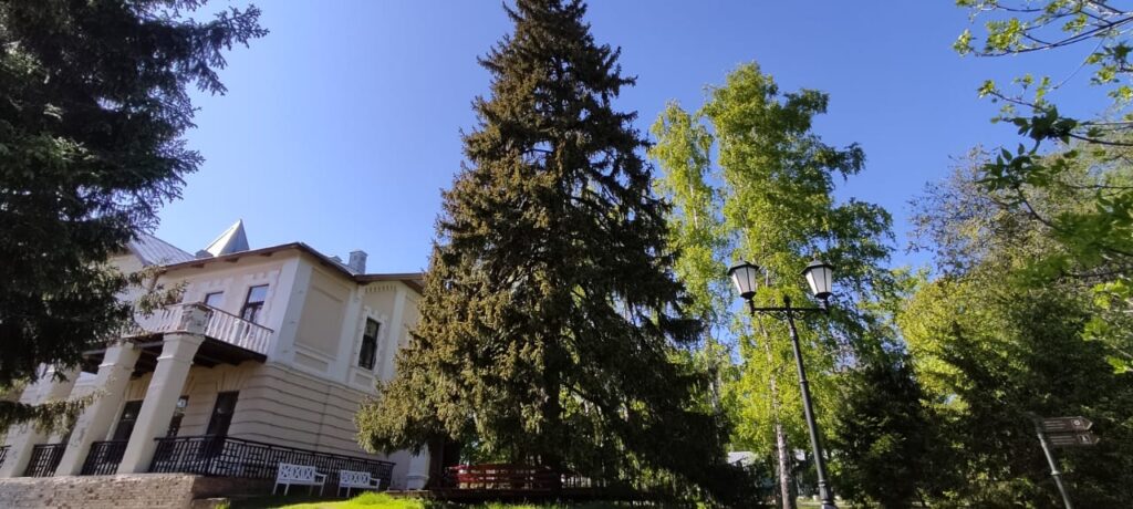 Царей пережили и нас переживут: вековые деревья в Татарстане с возрастом только крепчают