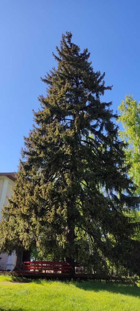 Ель Долгая Поляна